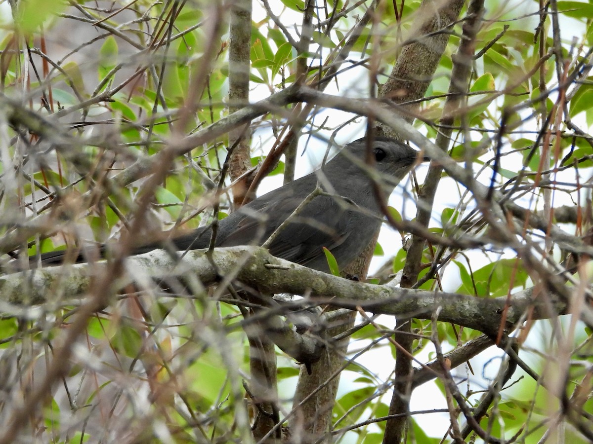 Gray Catbird - ML630608980