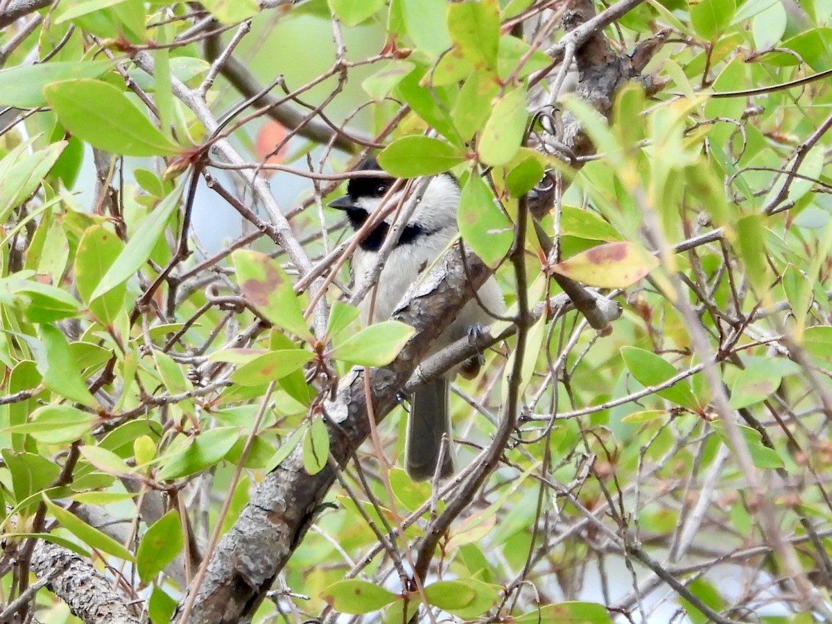 Carolina Chickadee - ML630608994