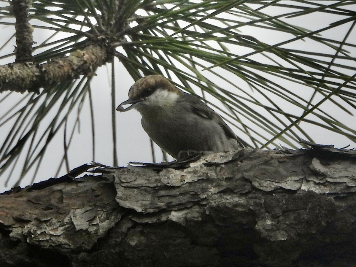 Brown-headed Nuthatch - ML630609024