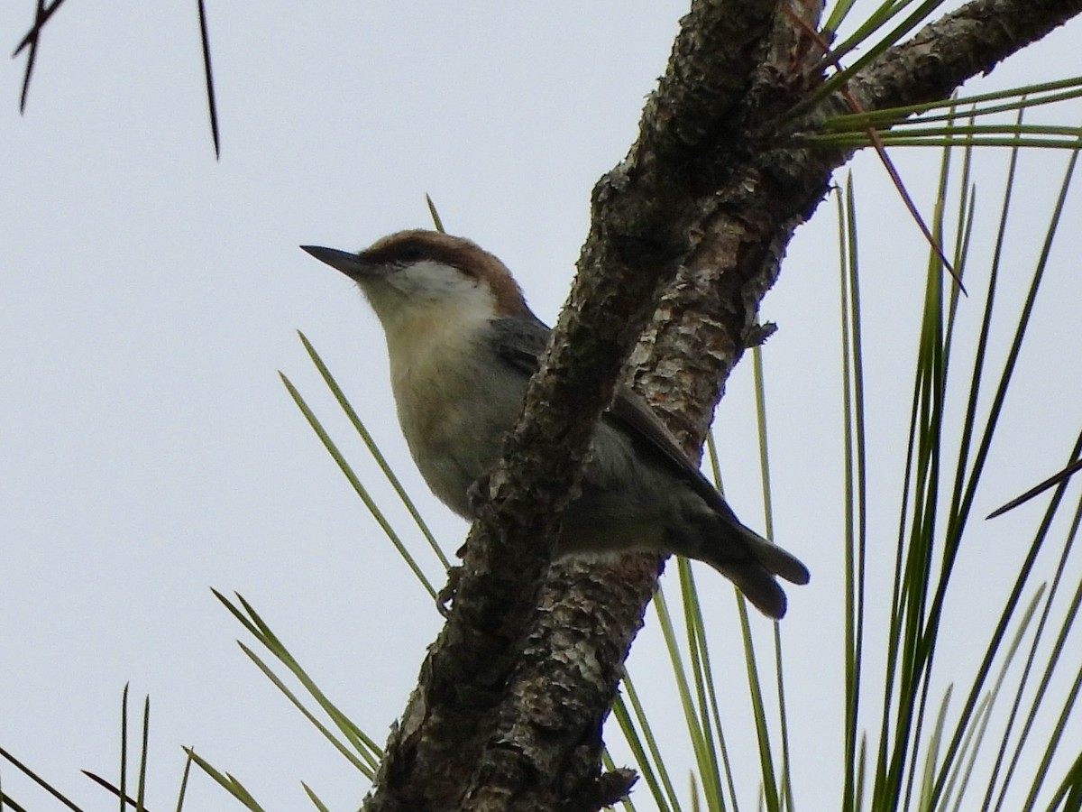 Brown-headed Nuthatch - ML630609032