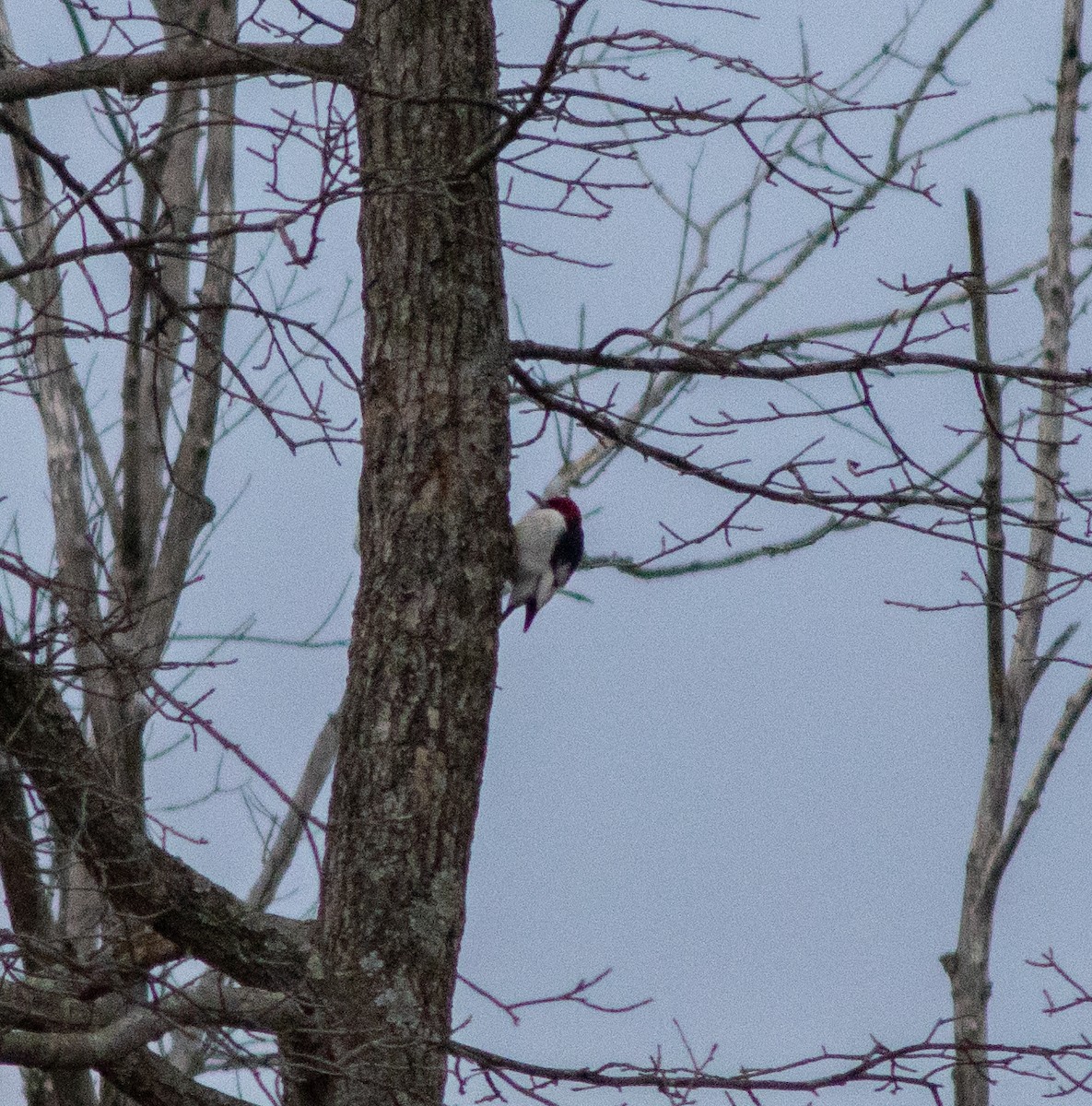 Red-headed Woodpecker - Bo Grunwald