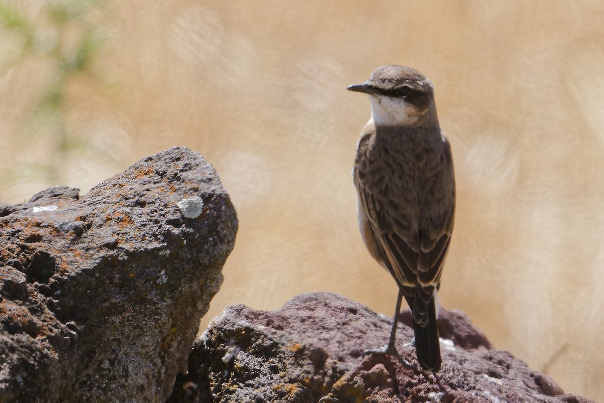 Rusty-breasted Wheatear - ML630609722