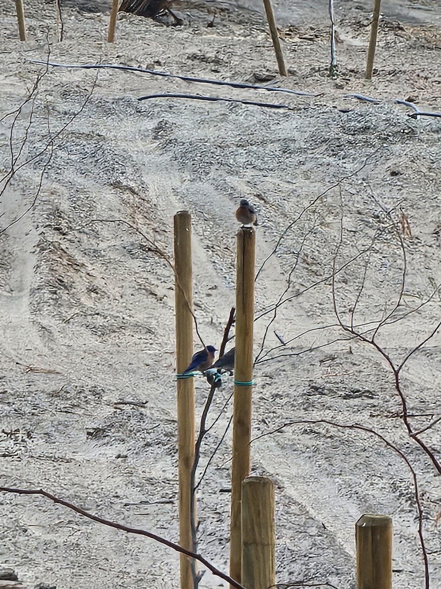 Western Bluebird - ML630609768