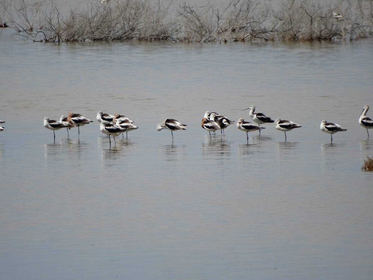 American Avocet - ML630609900