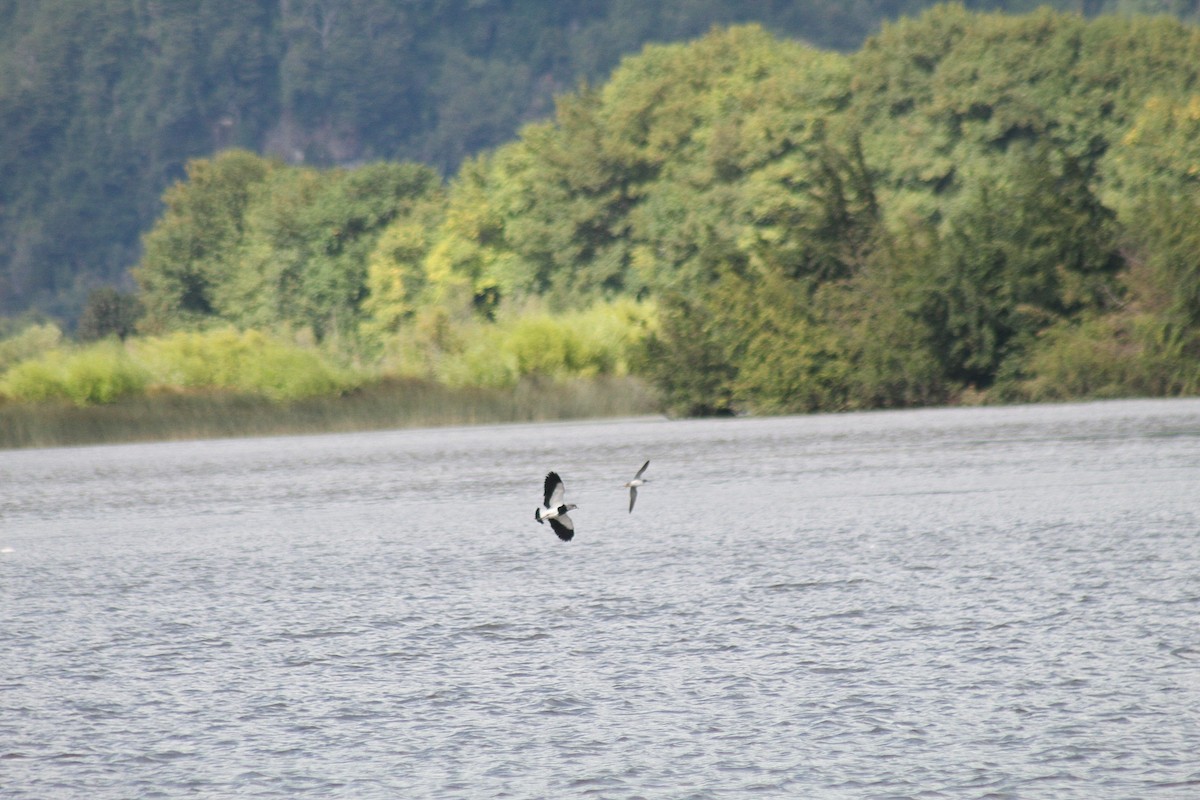 Southern Lapwing - ML630609909