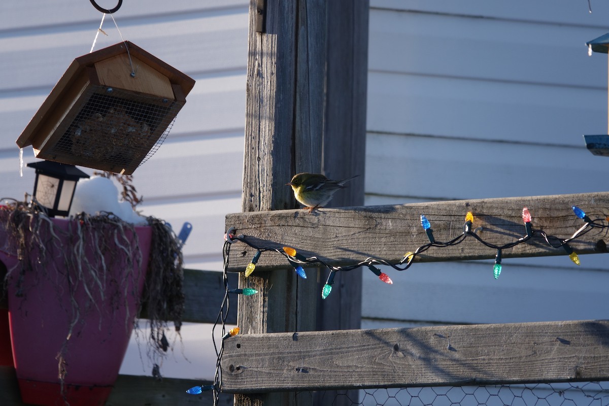 Pine Warbler - ML630609932