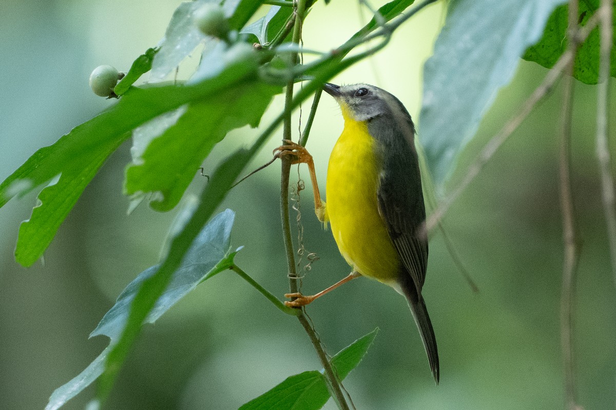 Golden-crowned Warbler - ML630609943