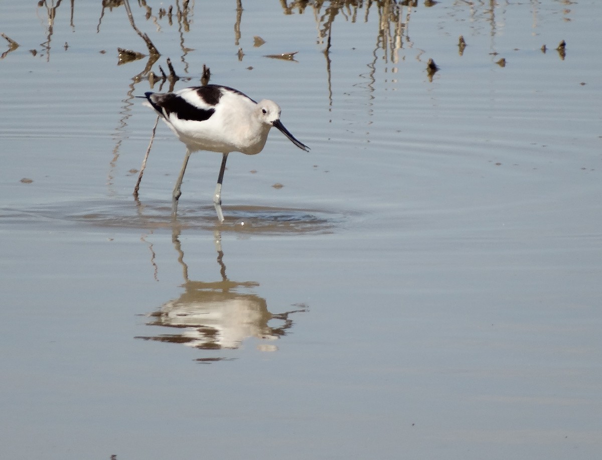 American Avocet - ML630610018