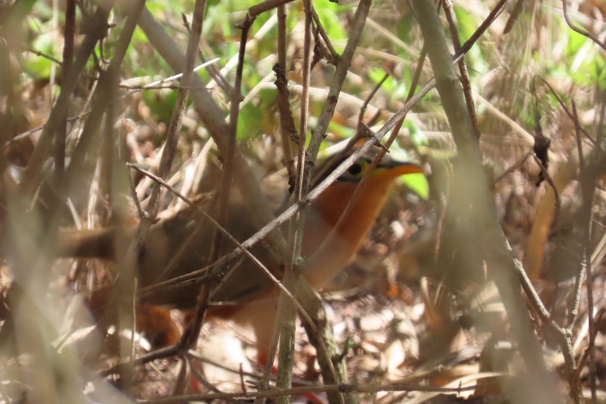 Lesser Ground-Cuckoo - ML630610508