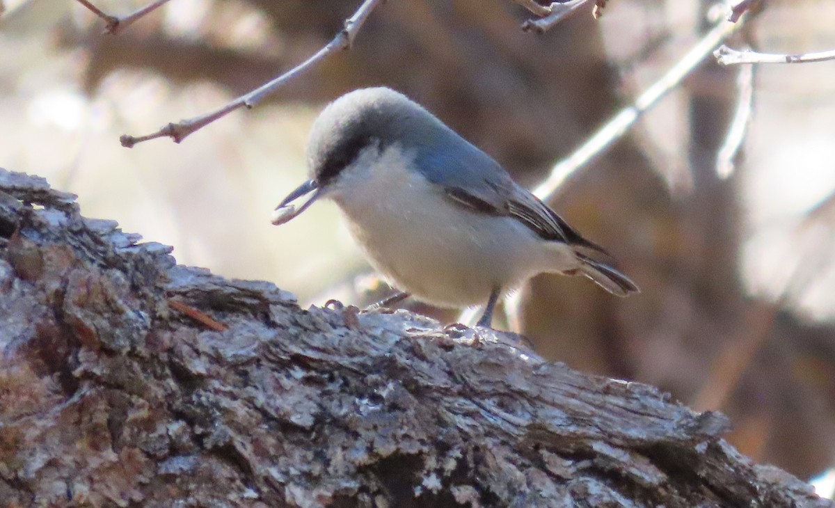 Pygmy Nuthatch - ML630610648