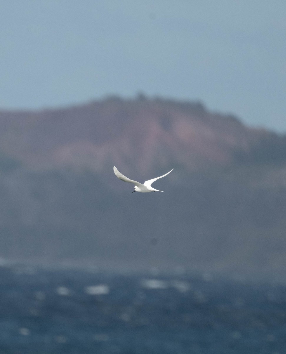 Gygis blanche - ML630610824