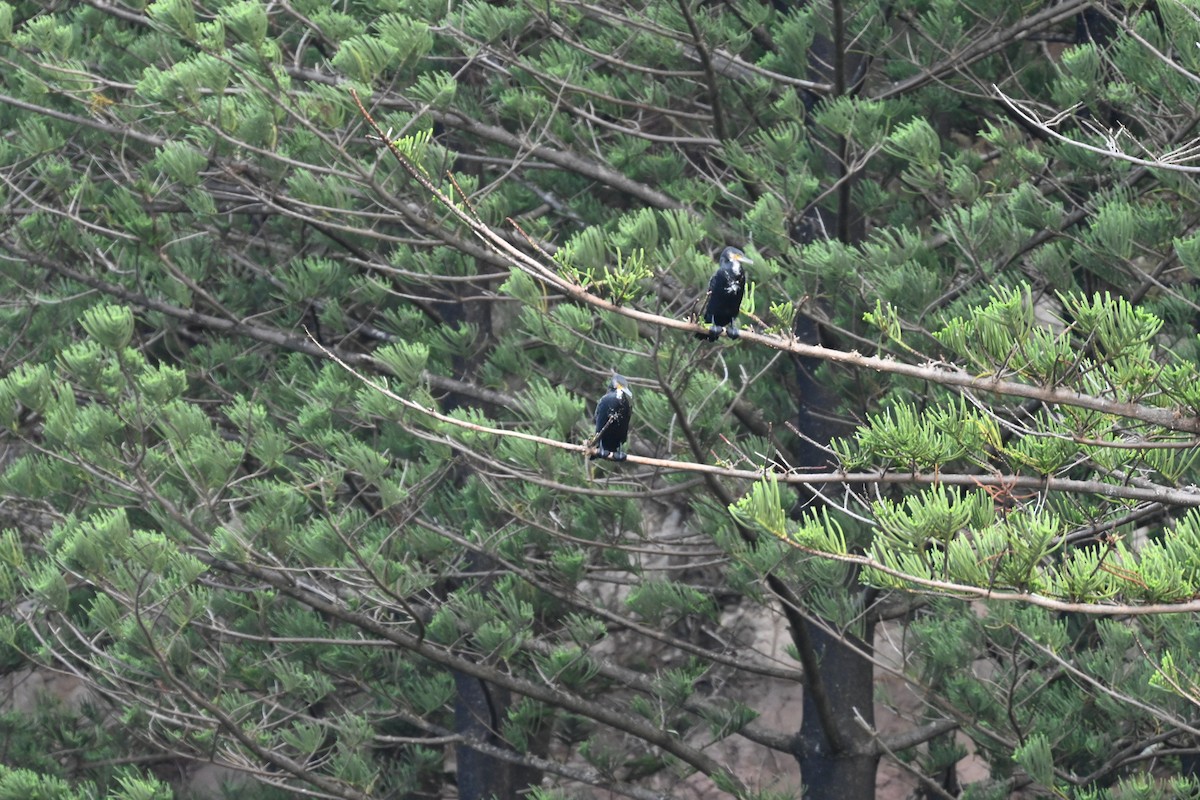 Grand Cormoran - ML630610835