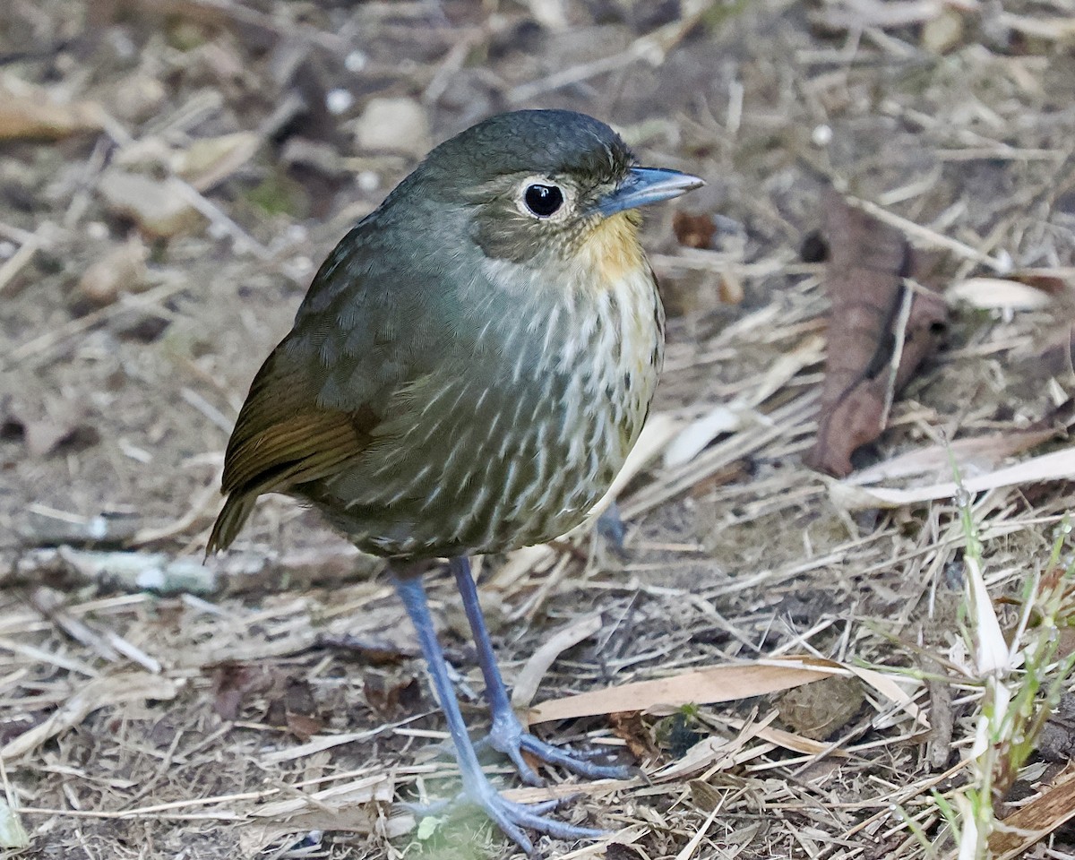 Santa Marta Antpitta - ML630611158
