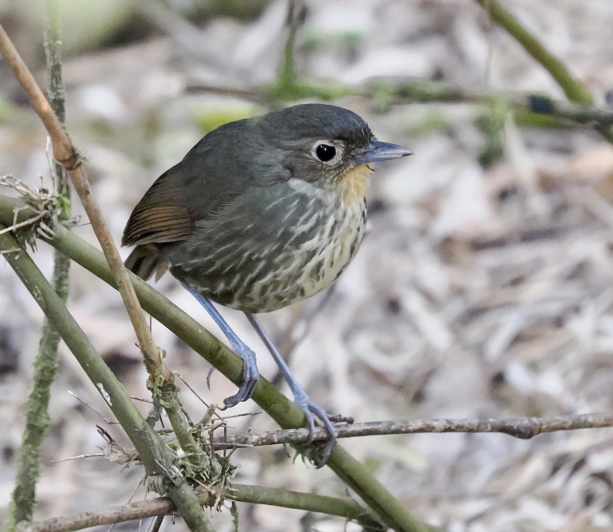 Santa Marta Antpitta - ML630611159