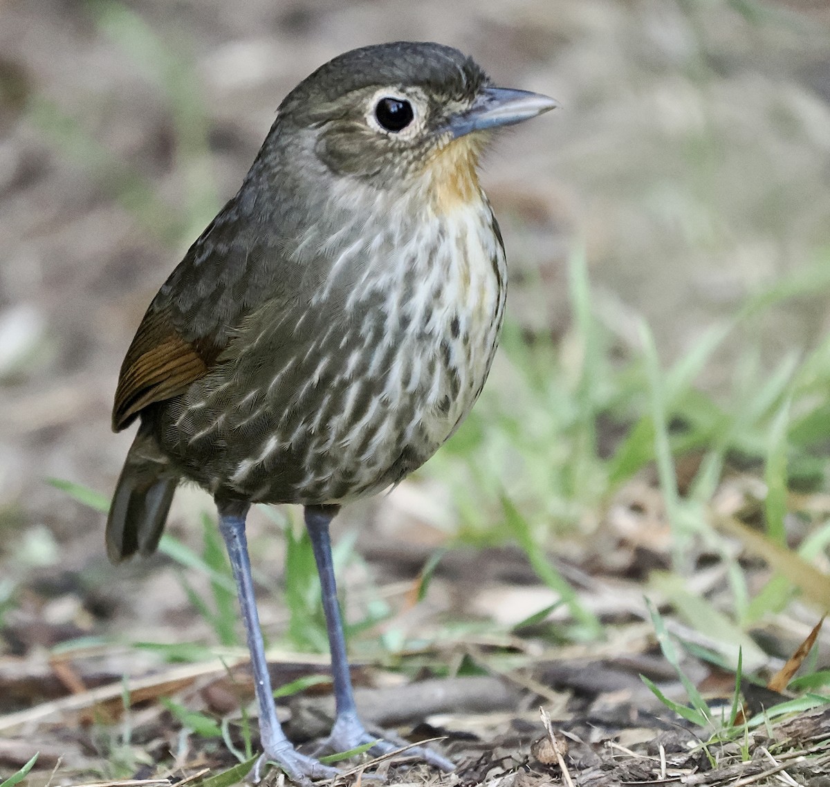 Santa Marta Antpitta - ML630611160