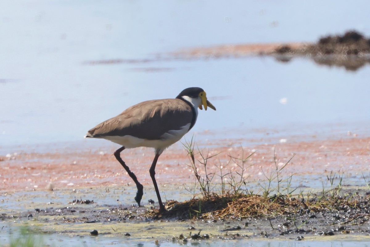 Masked Lapwing (Black-shouldered) - ML630611283