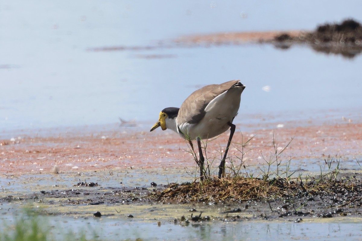 Masked Lapwing (Black-shouldered) - ML630611284