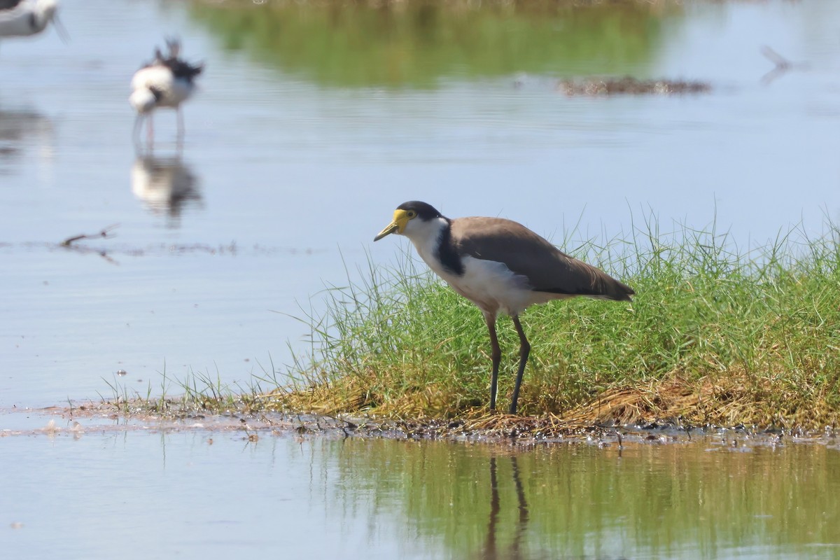 Masked Lapwing (Black-shouldered) - ML630611286