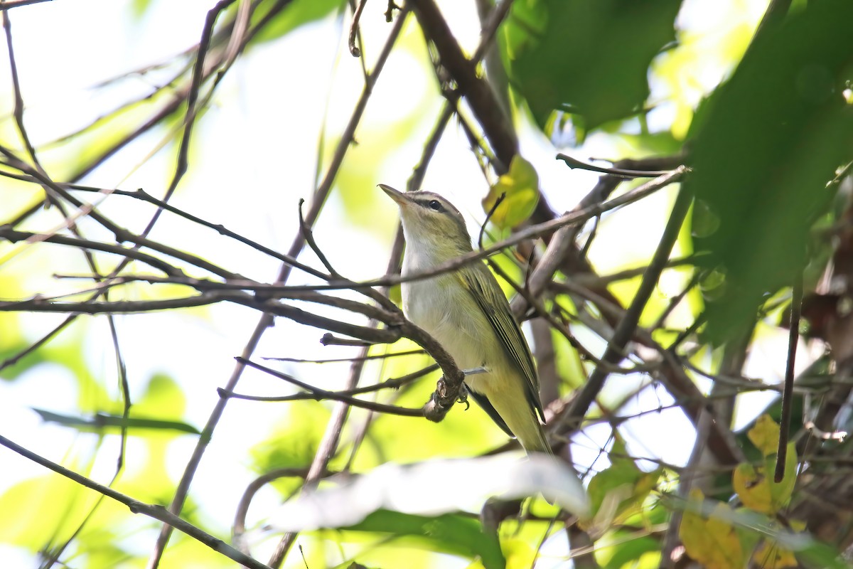 Chivi Vireo (migratory) - ML630611774