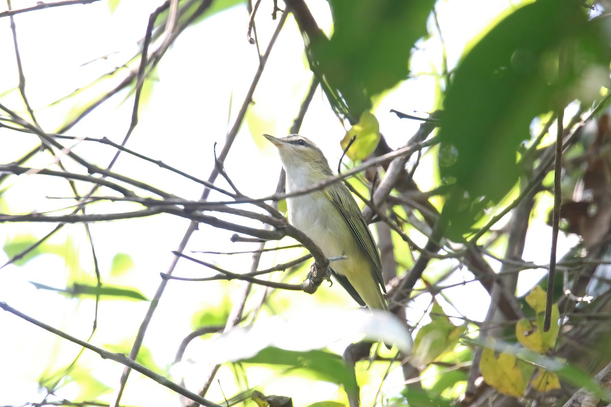 Chivi Vireo (migratory) - ML630611775