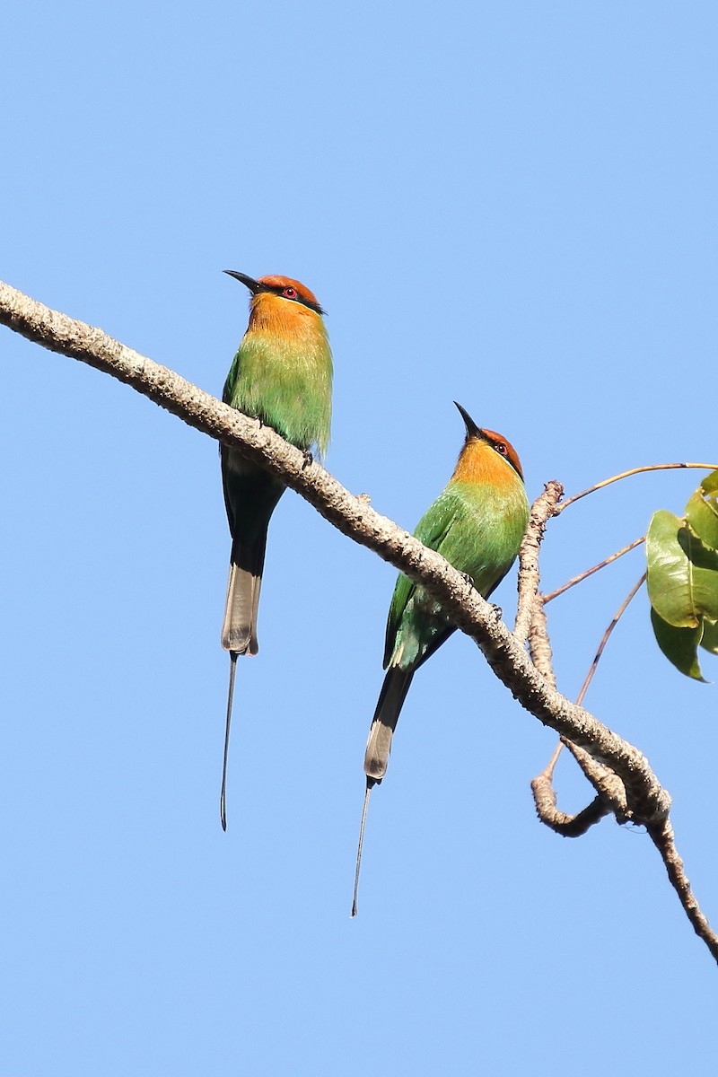 Böhm's Bee-eater - ML630611880