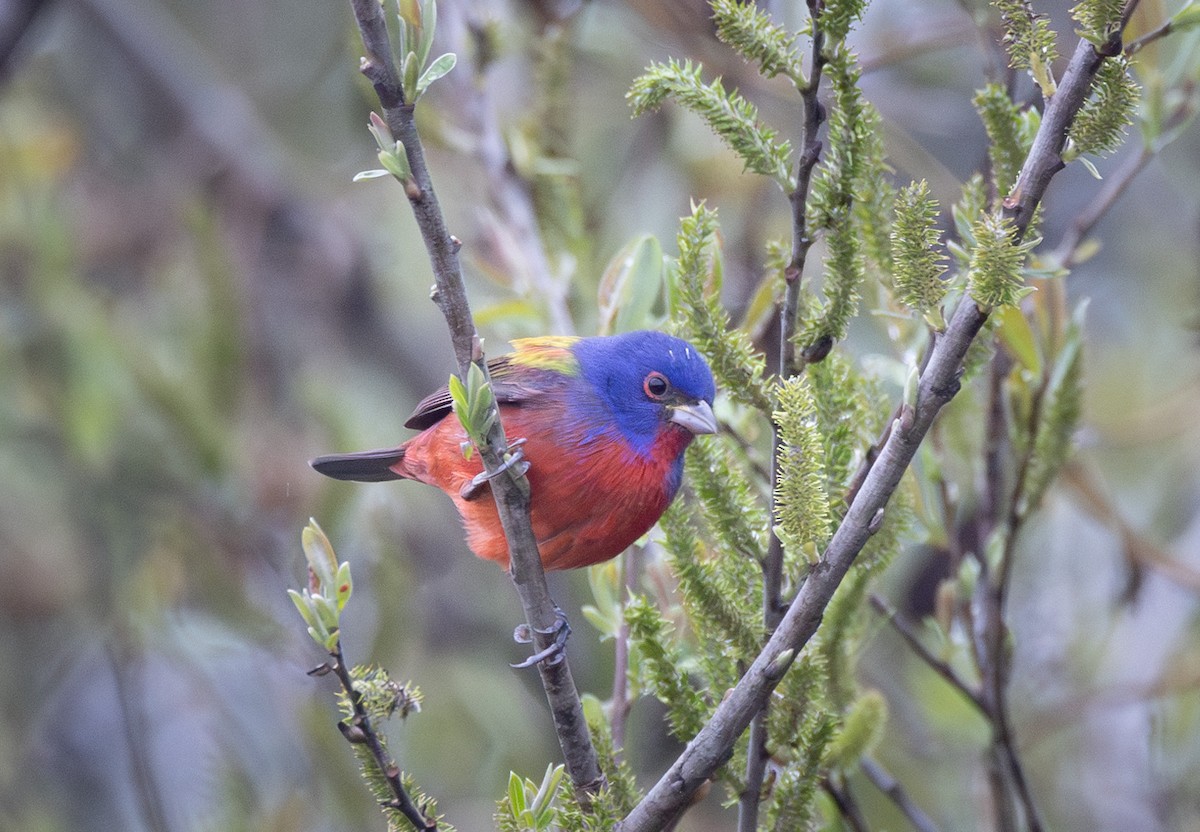 Painted Bunting - John Callender