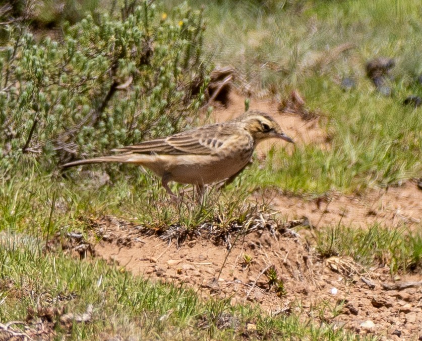 Mountain Pipit - ML630612394
