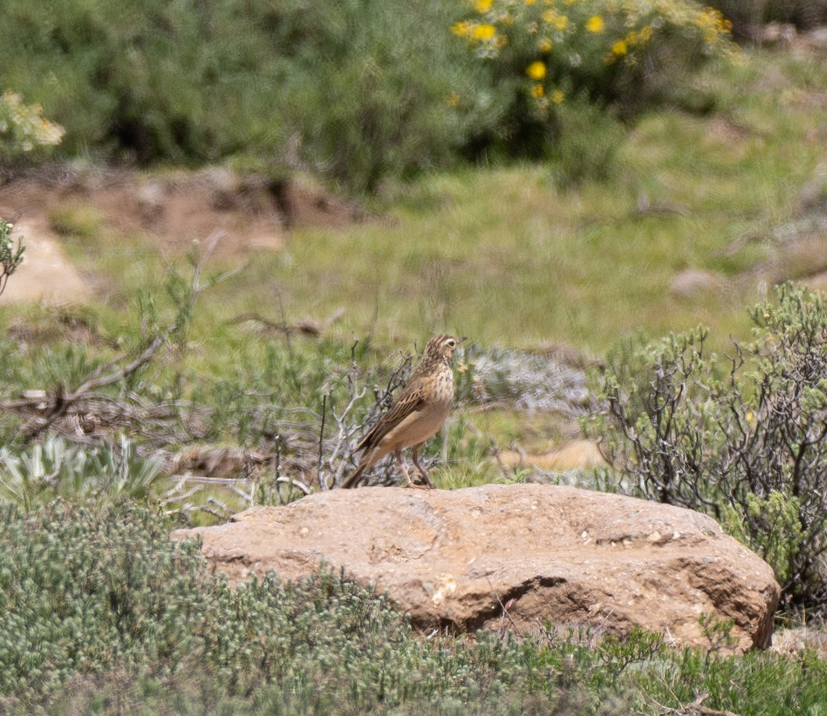 Mountain Pipit - ML630612395