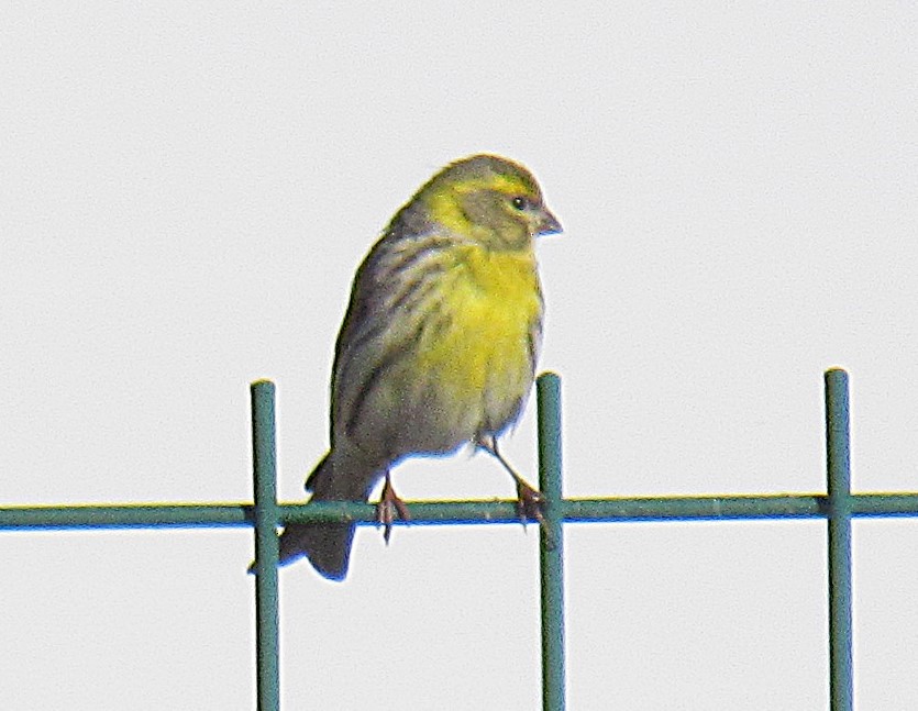 European Serin - ML630612763