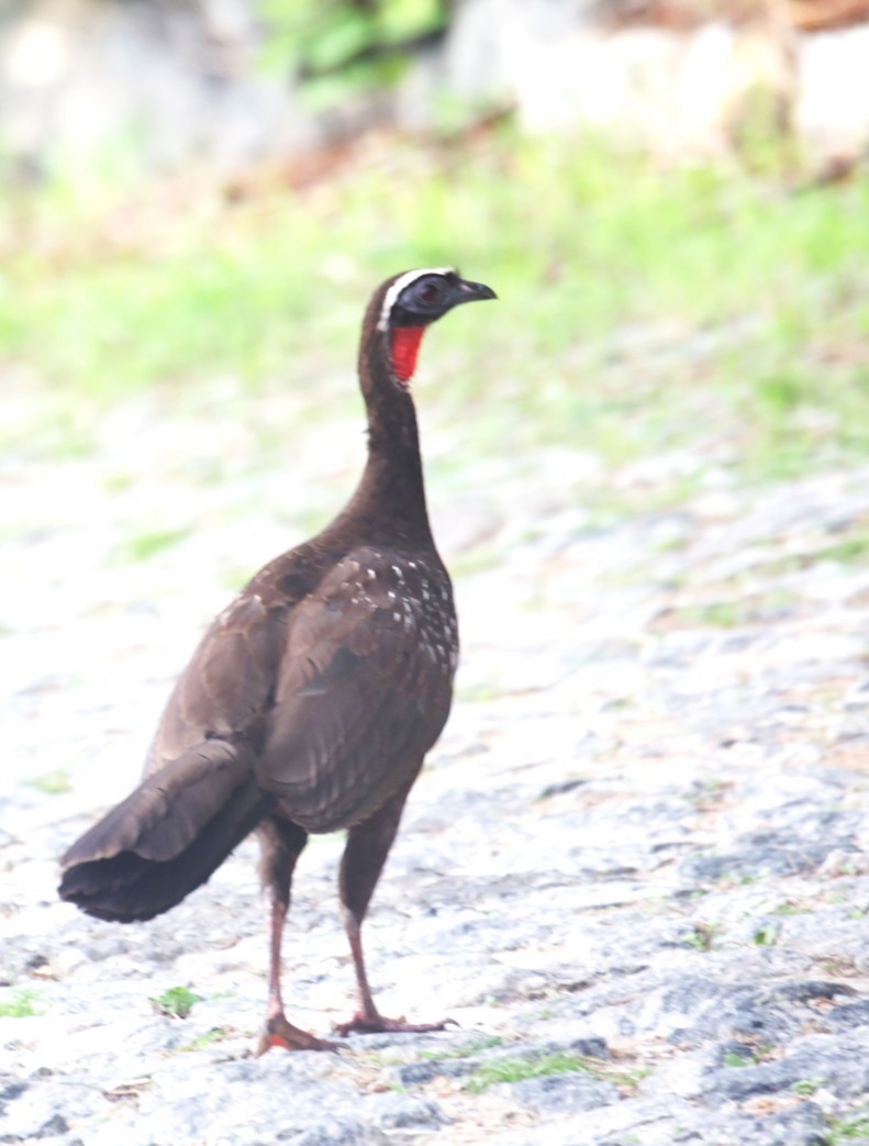 White-browed Guan - ML630613263
