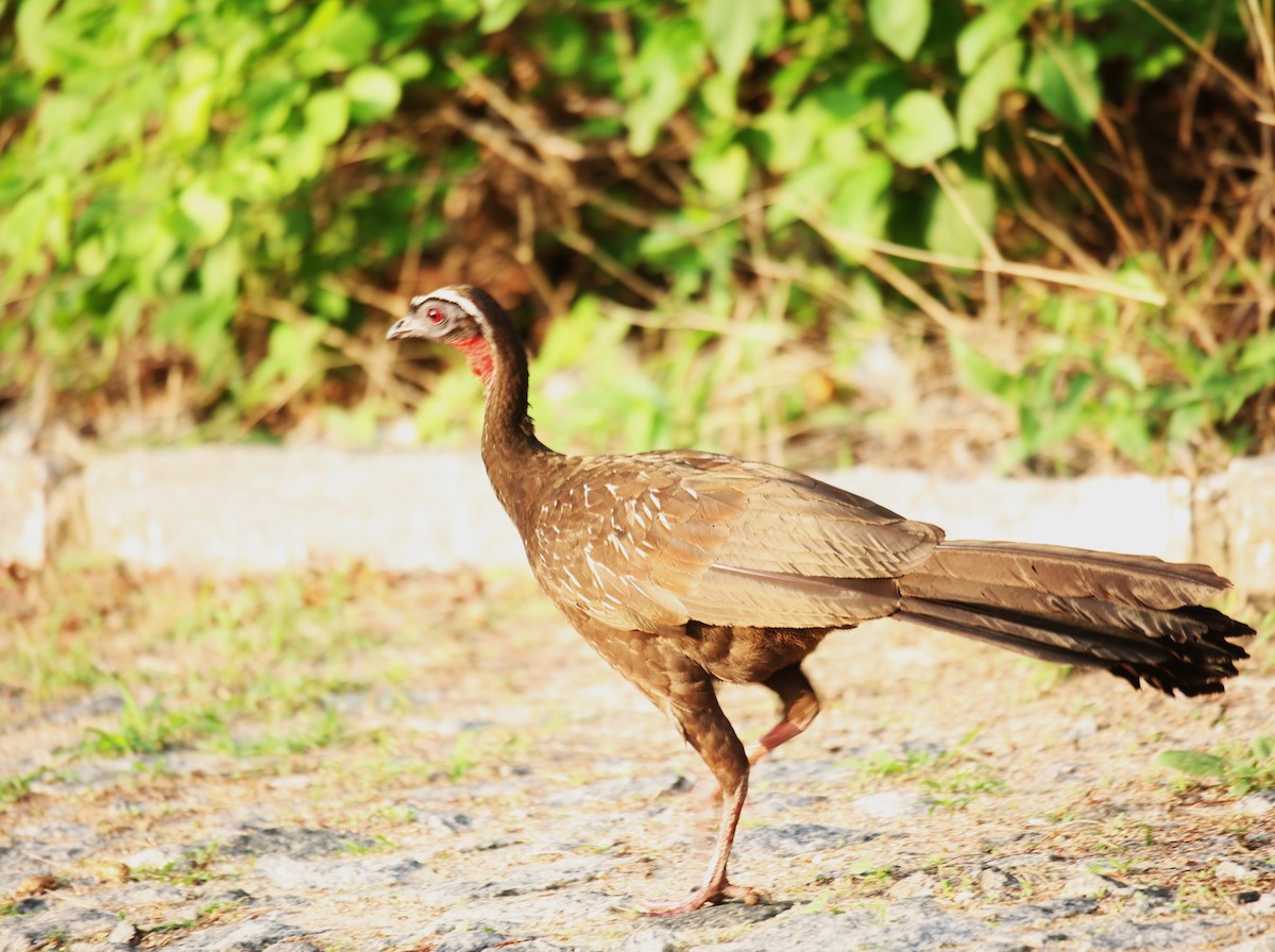 White-browed Guan - ML630613264