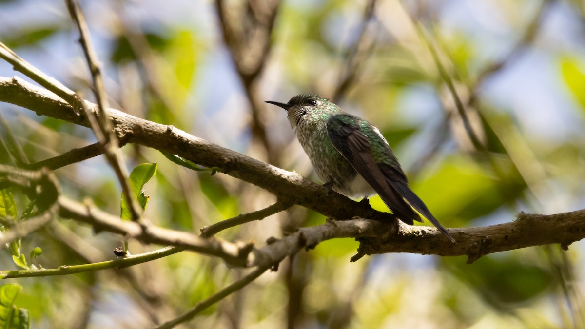 Black-backed Thornbill - ML630613626