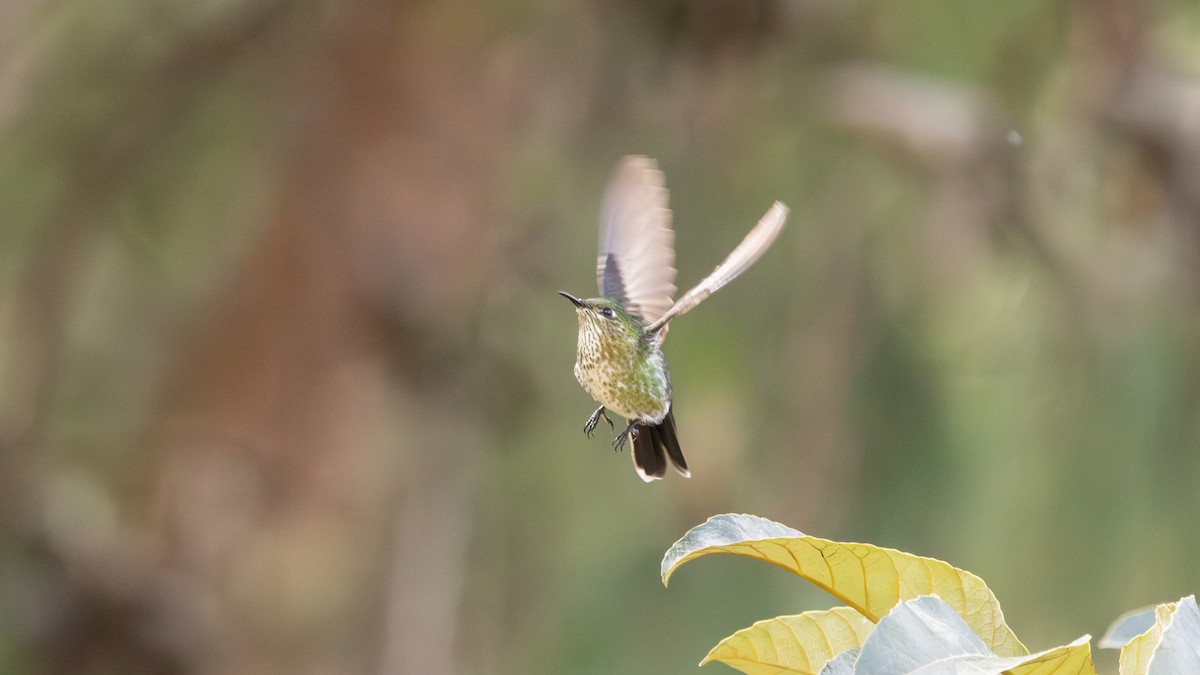 Black-backed Thornbill - ML630613627