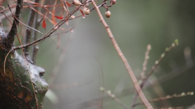 Dusky Flycatcher - ML630613865