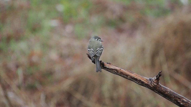 Dusky Flycatcher - ML630613902
