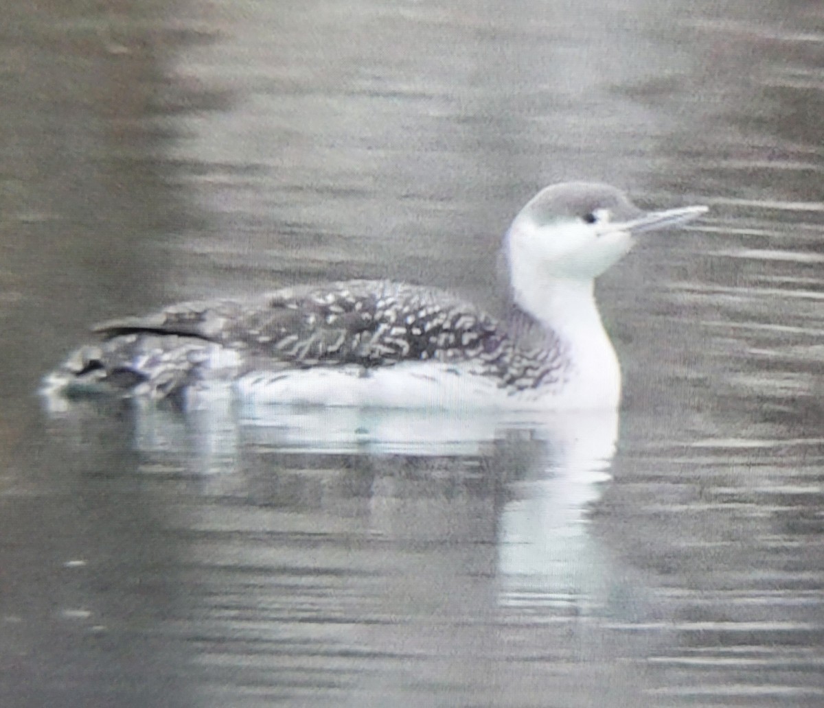 Red-throated Loon - ML630613951