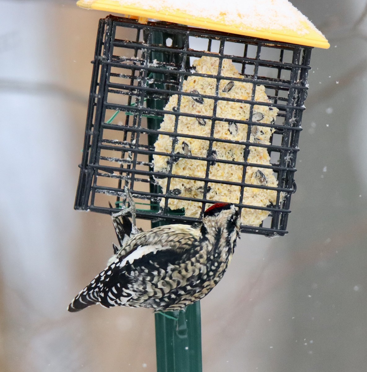 Yellow-bellied Sapsucker - ML630614190