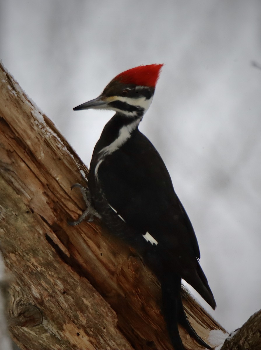 Pileated Woodpecker - ML630614210