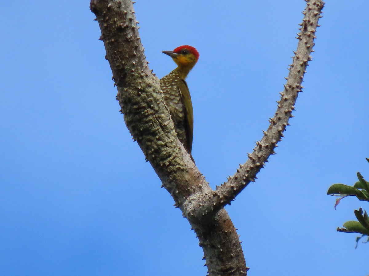 Yellow-throated Woodpecker - ML630614797