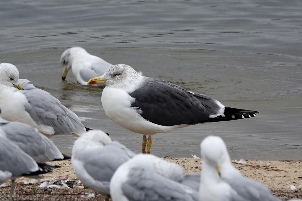 Lesser Black-backed Gull - ML630614926