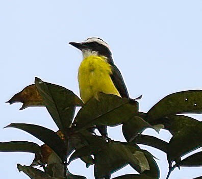 White-ringed Flycatcher - ML630614932
