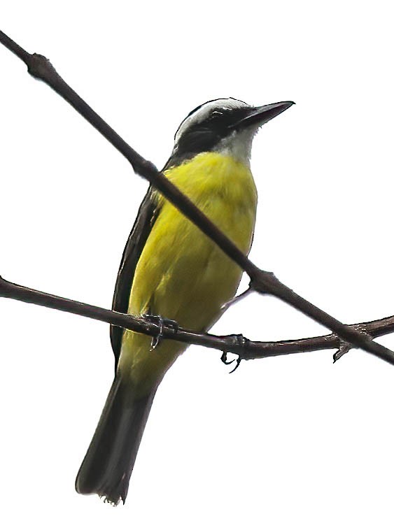 White-ringed Flycatcher - ML630614933