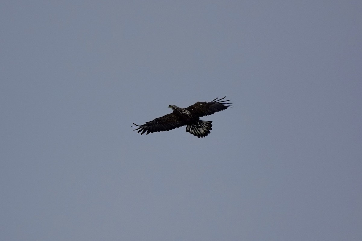 Bald Eagle - ML630614963