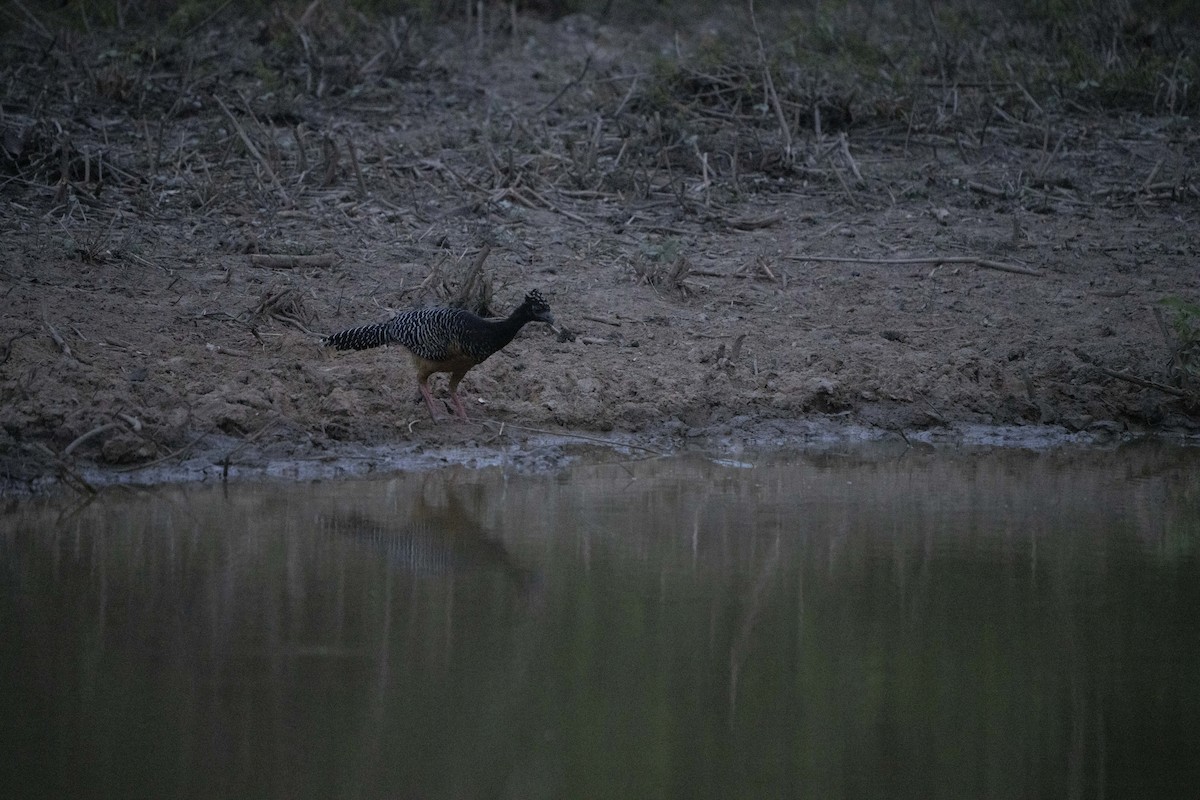 Bare-faced Curassow - ML630614977
