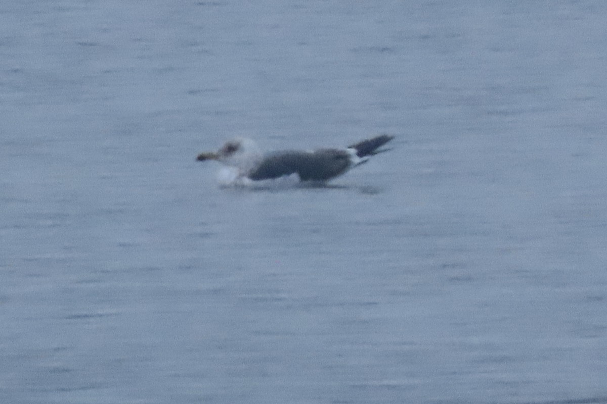 Lesser Black-backed Gull - ML630615000