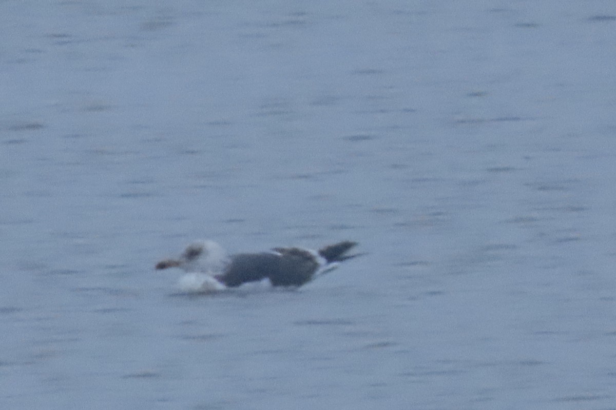 Lesser Black-backed Gull - ML630615003