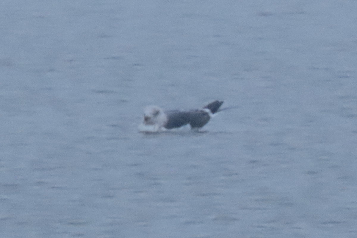 Lesser Black-backed Gull - ML630615011