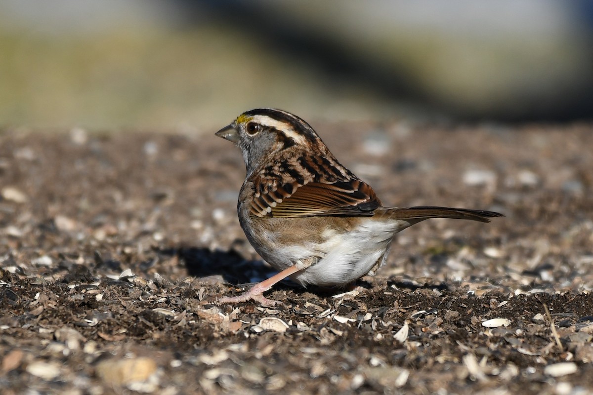 White-throated Sparrow - ML630615018