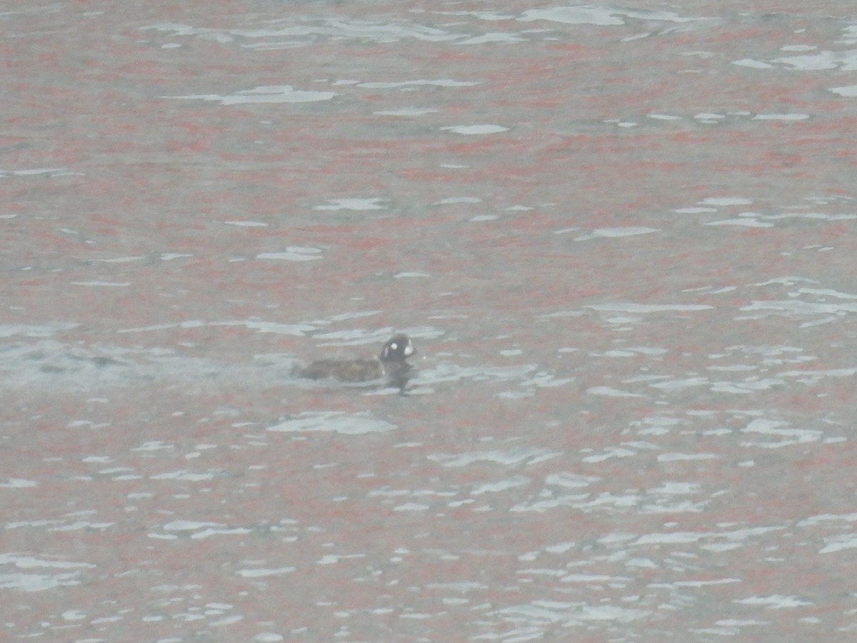 Harlequin Duck - ML630615117