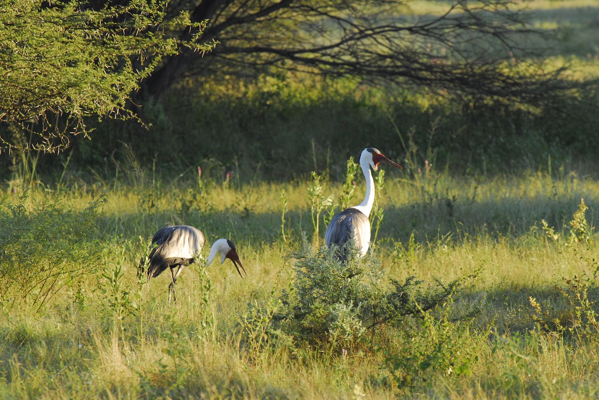 Wattled Crane - ML630615122
